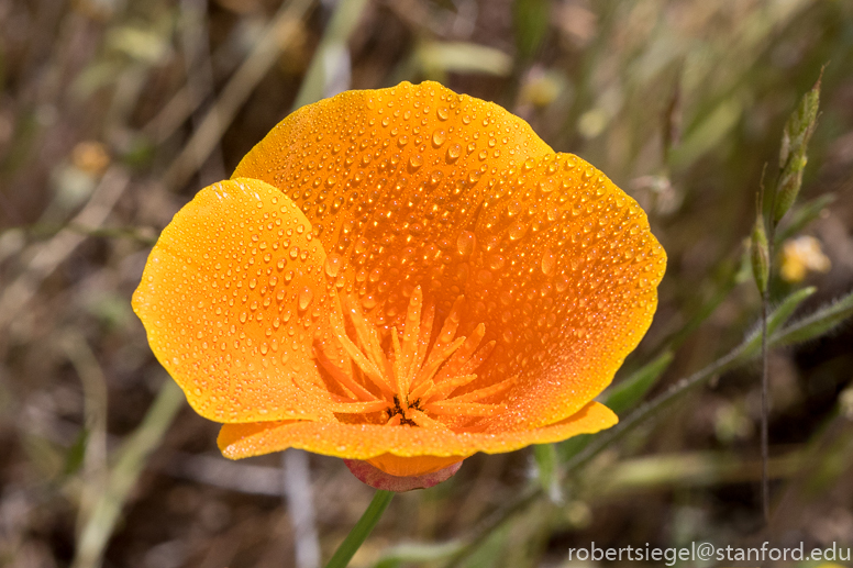 russian ridge